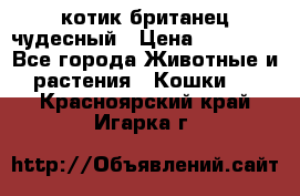 котик британец чудесный › Цена ­ 12 000 - Все города Животные и растения » Кошки   . Красноярский край,Игарка г.